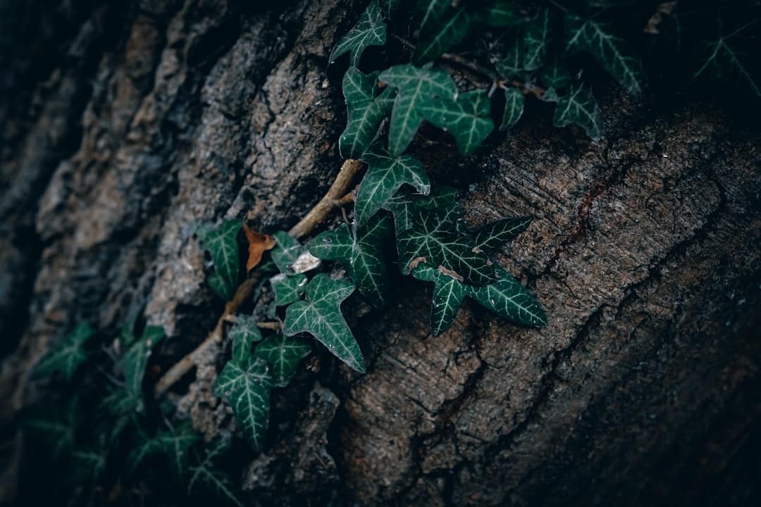 Photo by Wyxina Tresse ivy growing on the bark of a tree