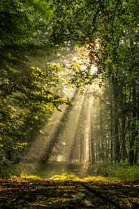 Photo by Michael Held green trees on forest during daytime