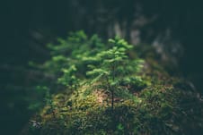 Photo by Matthew Smith selective photography of green leaf plant