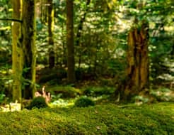 foret - Ste croix volvestre