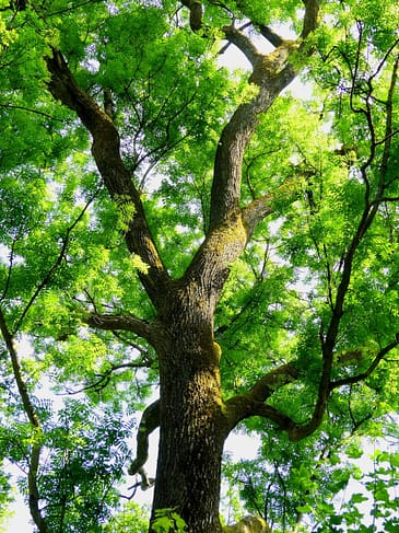 A beautiful tall ash tree