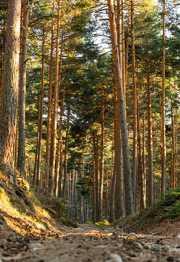 Photo by Carlos Navas path in the middle of forest
