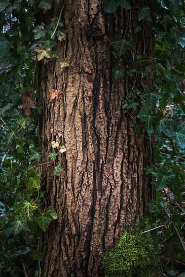 Photo by Greg Rosenke a large tree with vines growing around it