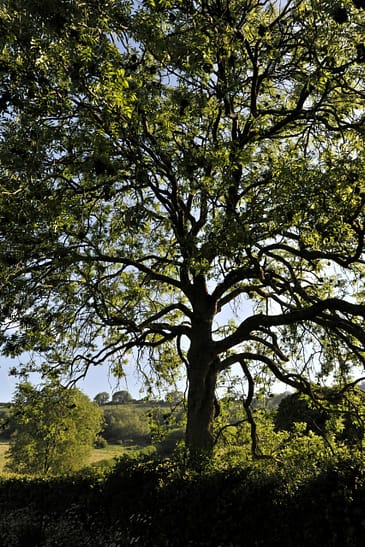 European Ash tree, also known as Fraxinus excelsior, back lit in early morning light in the British countryside, Dorset, England