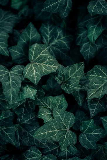 Photo by Maksym Tymchyk 🇺🇦 a group of green leaves