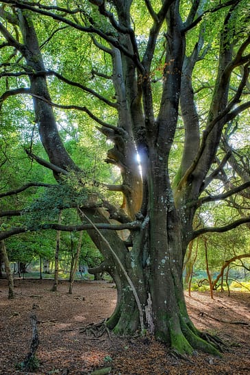 Photo by Richard Loader green and brown trees during daytime