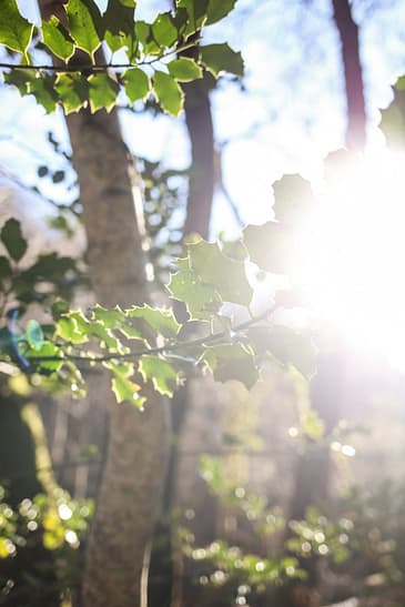 Photo by Morgane Le Breton the sun shines through the leaves of a tree