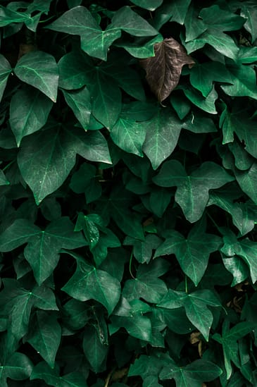 Photo by Gleb Lucky brown dried leaf on green leaves