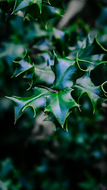 Photo by sina rezakhani Close up of dark green holly leaves with sharp points.
