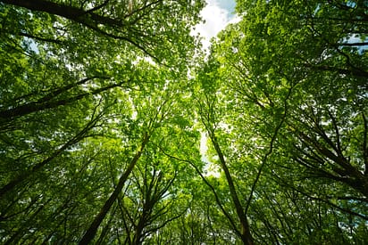 forêt de Brocéliande