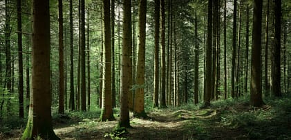 Journée de sylvothérapie – immersion en forêt Immersion en forêt – journée de sylvothérapie et reconnexion au Vivant
