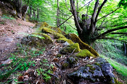 Rocas con musgo en el castañar del cerro Pajarero. Sierra de Gredos. Avila.