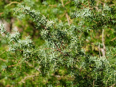 (Juniperus communis) Rameau du genévrier à l'écorce brunâtre garni d'un feuillage en aiguilles piquantes