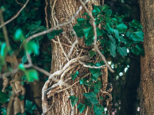 Photo by Liza Pooor brown tree trunk with green leaves