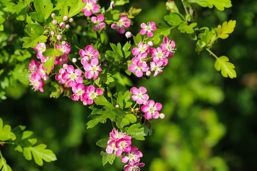 pink flower of midland hawthorn, English hawthorn (Crataegus laevigata) blooming in spring