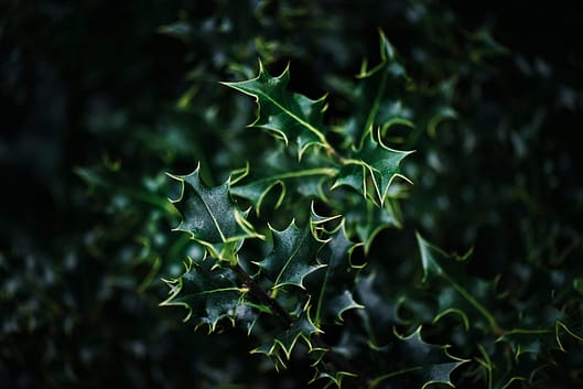 holly