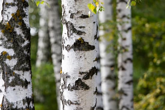 white trunks of a birch on the nature .