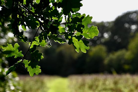 Photo by Mark Brennan a green leafy tree in the middle of a field