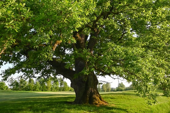 Quercus roubar, Enghien, Belgium