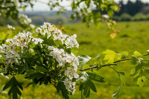 Mayblossom hawthorn white flowers blooming