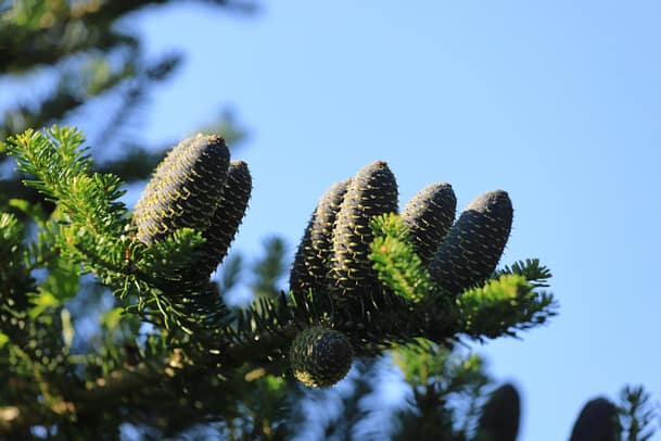 A branch with silver fir cones, abies alba