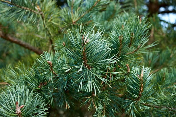 Pinus sylvestris