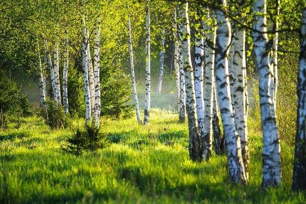 A lane of birch trees on a sunny day. Spring green foliage. Spring landscape.