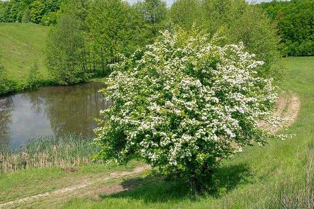 Blooming Hawthorn Tree Near a Tranquil Pond