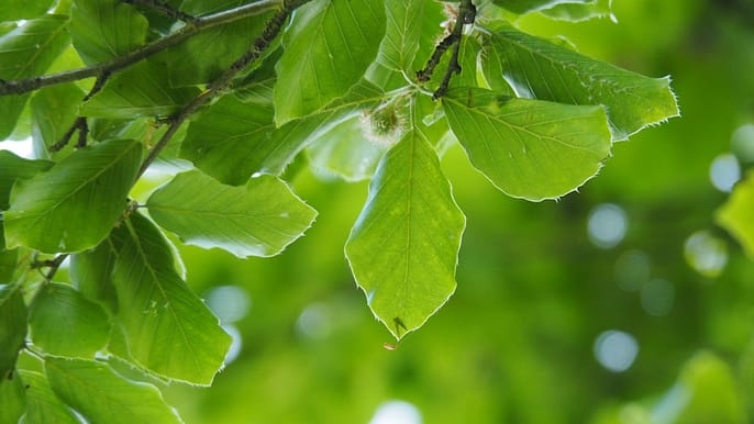 Photo by Hynek Janáč a tree with green leaves