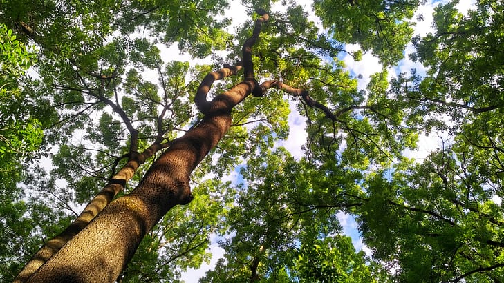Fraxinus excelsior. Bottom view of two tall beautiful ash trees