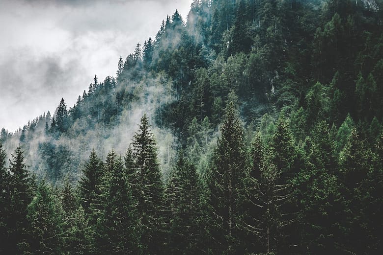 Photo by Michele Purin green trees under white cloudy sky