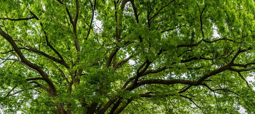 Ash Tree Canopy