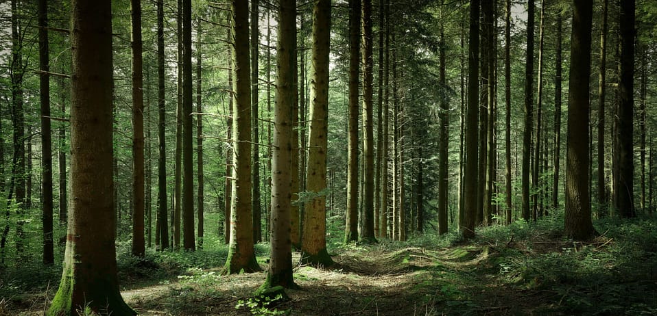 Journée de sylvothérapie – immersion en forêt Immersion en forêt – journée de sylvothérapie et reconnexion au Vivant