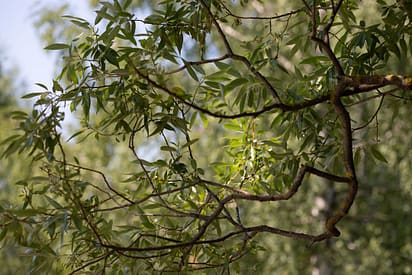 Photo by Iri Bu a branch of a tree with green leaves