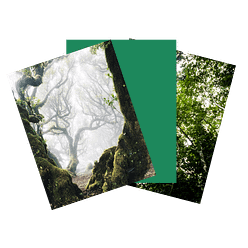 actualités sylvatiques