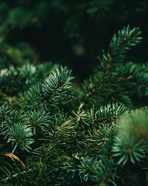 Photo by Tony Litvyak a close up of a pine tree branch
