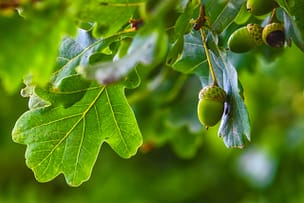 Green acorn hanging from a tree oak leaf background nature summe