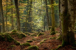 Sunrays in Dark Forest