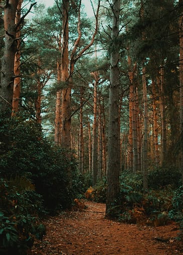 Photo by daniel james brown tall tree during day time