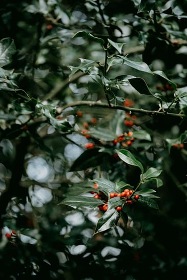Photo by Annie Spratt a close up of some berries