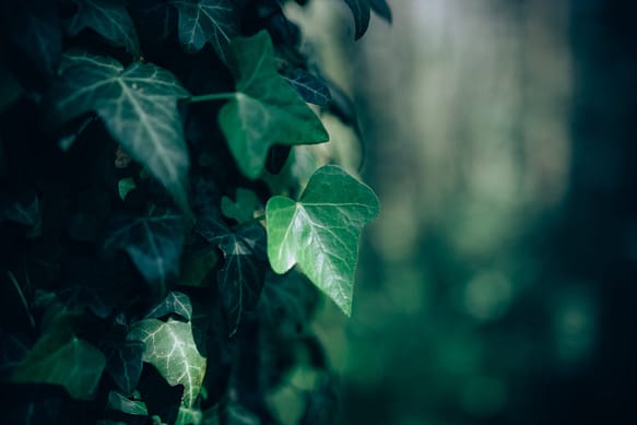 Tronc d'arbre avec lierre dans la forêt